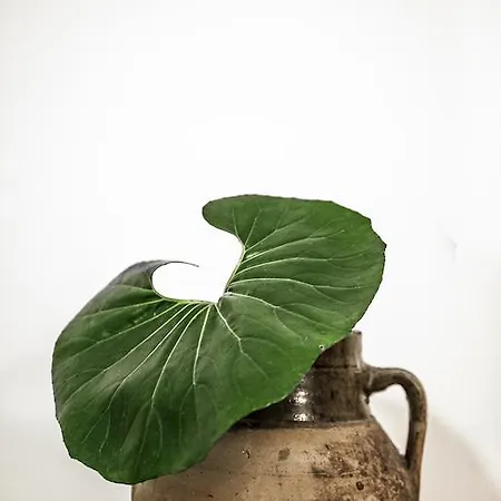 公寓 卡萨科隆尼酒店 阿马尔菲